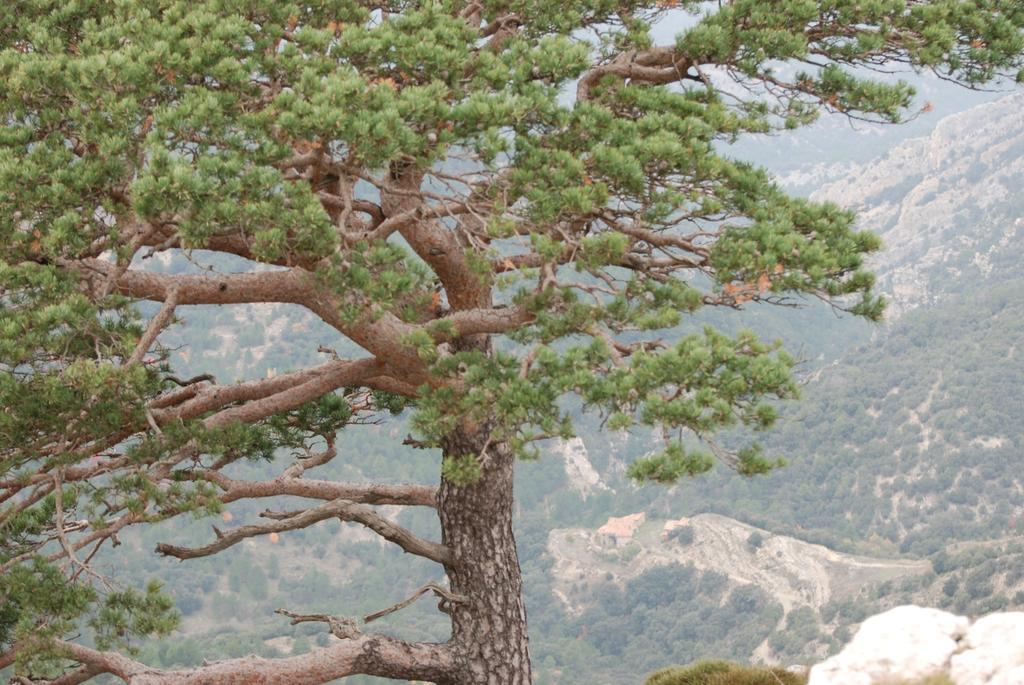 Masia De La Serra De La Cogulla Peñarroya de Tastavins Eksteriør bilde